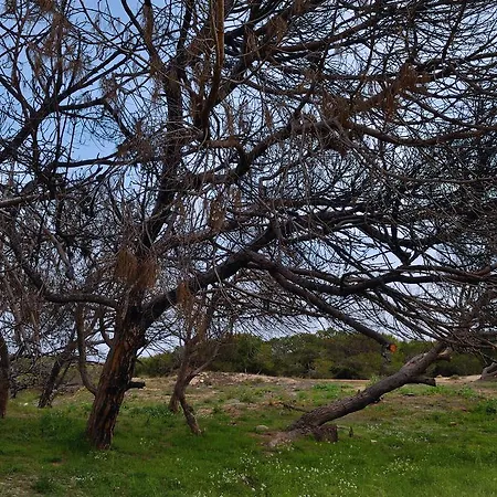 Alba La Mata (Torrevieja)
